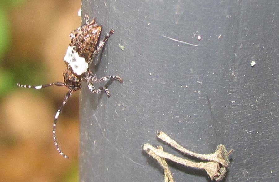 Pogonocherus hispidulus